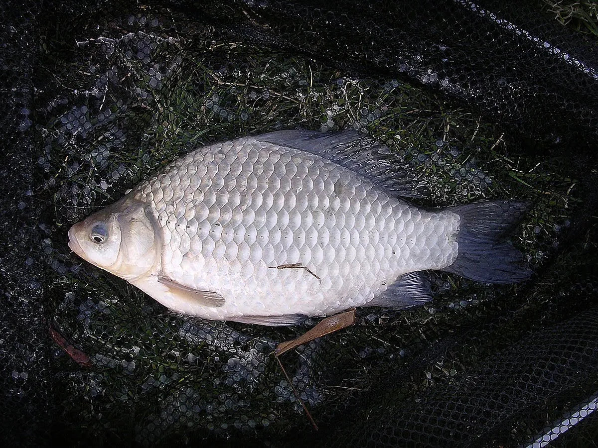 Ocean Fish Caras Intreg Eviscerat