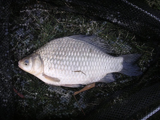 Ocean Fish Caras Intreg Eviscerat